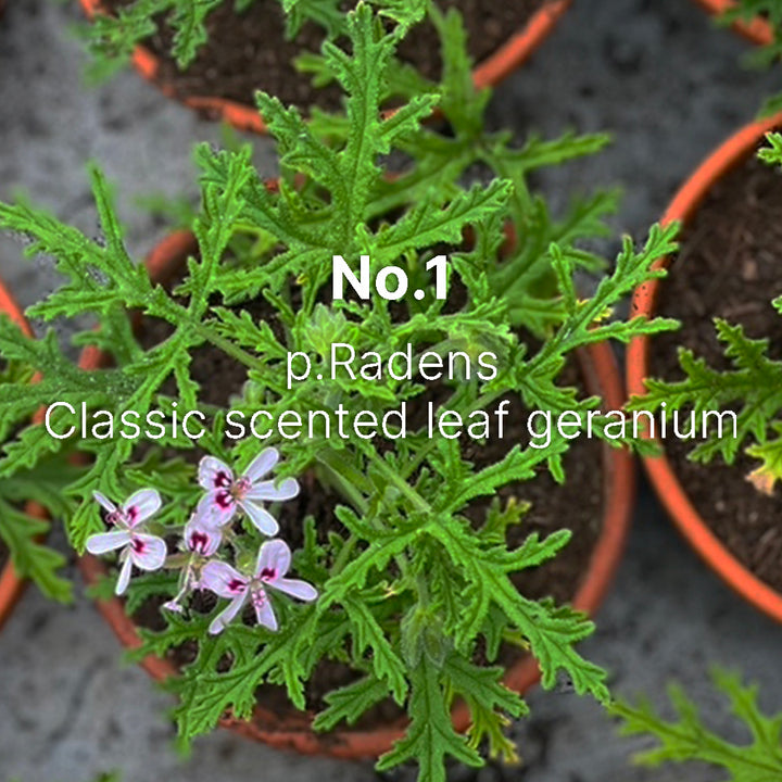 No.1 HAND CREAM - 75ml